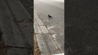 Crows and squirrel #bird #birds #nature #pond #wildlife #trail #wild #photography #viral #crow