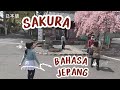 VLOG BAHASA JEPANG SEDERHANA { PERGI MELIHAT SAKURA 桜を見に行きます } #kaiwa #bahasajepang #magangjepang