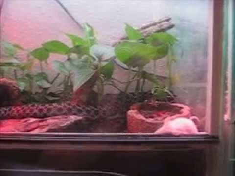 Video: Wo leben Zwergklapperschlangen?