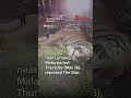 Tiger killed after collision with car on Malaysia expressway