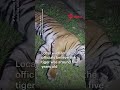 Tiger killed after collision with car on Malaysia expressway
