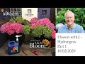 Beautiful Hydrangea from Sun Valley- Part 1 Care and Handling!