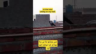 A crow was sitting on my well ابھی میں ویڈیو بنا ہی رہا تھا کہ اچانک اٹھ گیا کوا