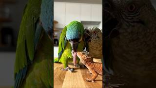 Parrot vs Gecko: Unexpected Foot Licking! 🦜 | Hilarious Pet Interaction
