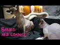 Birth of 6 Cute Baby Kittens 💞Unbelievable CATS LOVE | Don SPHYNX