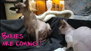 Birth of 6 Cute Baby Kittens 💞Unbelievable Sphynx CATS LOVE