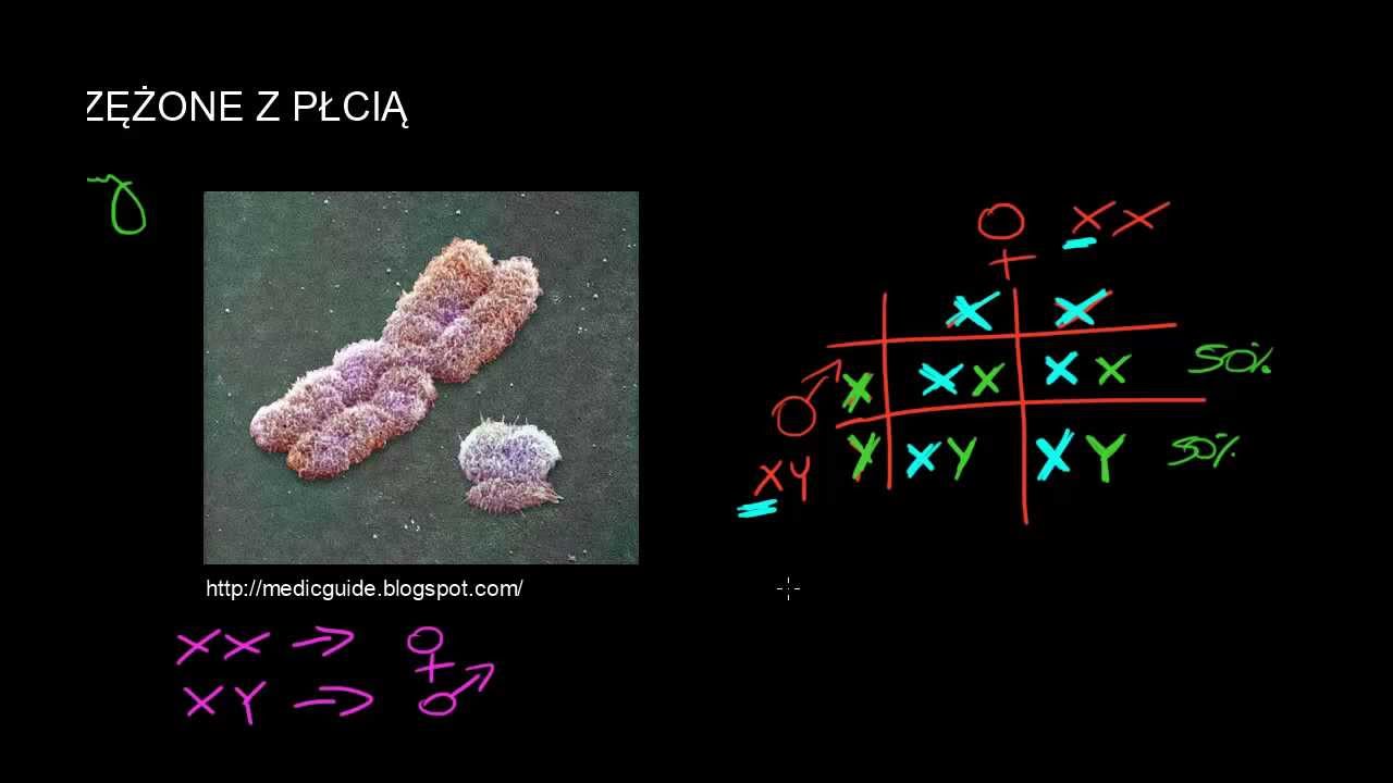 Cechy sprzężone z płcią - YouTube