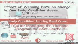 Reproduction and Early Weaning of Confined Cows