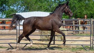 Stone Rsf Secret X Sir Gregory X Roemer 2022 Gov Gelding