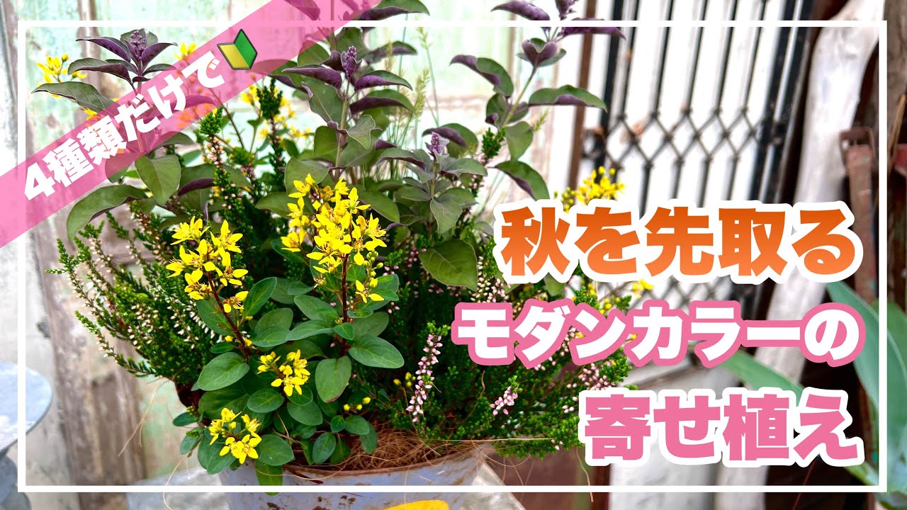 コウシュンカズラを使った秋の始まりの様な寄せ植え 寄せ植え道場 Youtube
