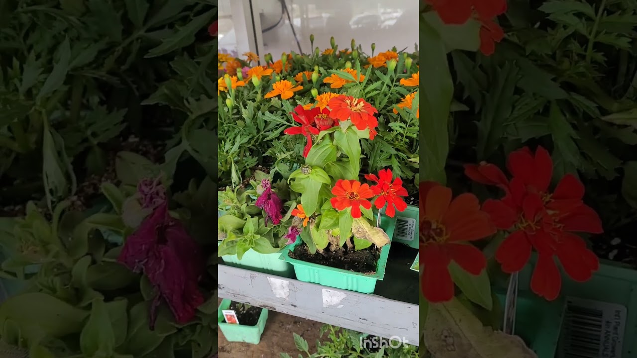 99 cent only store is CLOSING! went to get some plants before they run out!