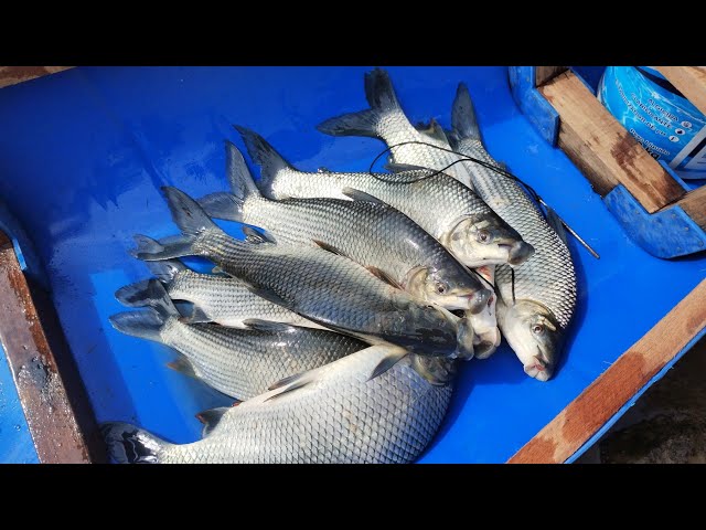 Só tá garoando amorzinho😅🤠🎣#pescariaraiz #pescariaengraçada #pesca