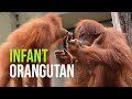 Mother Orangutan Dotes On Baby Móric at Budapest Zoo