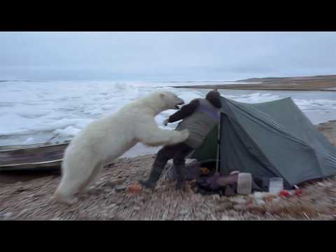 They Watched Their Friend Get Mauled by a Polar Bear