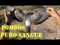 Caça aos pombos da rocha em Aljezur, Algarve. Caçada na minha ZCM preferida para caçar aos pombos.