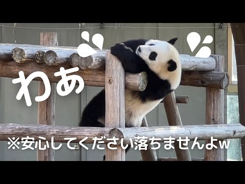 天然パンダ芸人😂帰る姿を見てたら..帰宅時間って気づいてなかったw子パンダ楓浜🍁