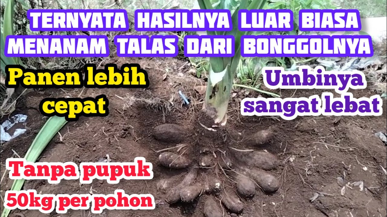 umbi lebat, panen cepat, tidak pakai pupuk || cara menanam talas dari bonggolnya