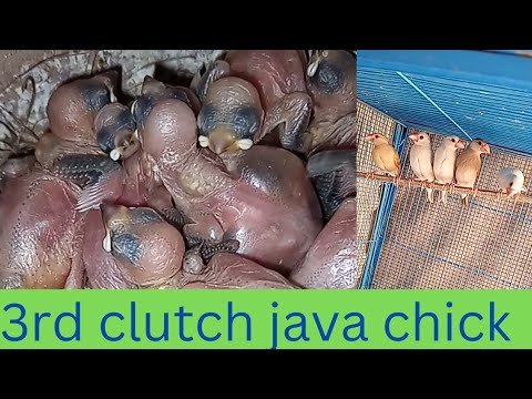 3rd clutch java Spearow Breeding progress | java chick 🐣🐣🐣  | 2023 #viralvideo #viralvideos #video