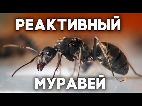Видео: РЕАКТИВНЫЙ МУРАВЕЙ - БЫСТРЕЕ ЗВУКА! Camponotus parius - обзор муравьёв! \\ Димон и пумба