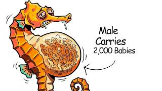 Why It Sucks To Be Born As a Sea Horse