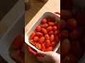 Pesto Burrata on Roasted Tomatoes