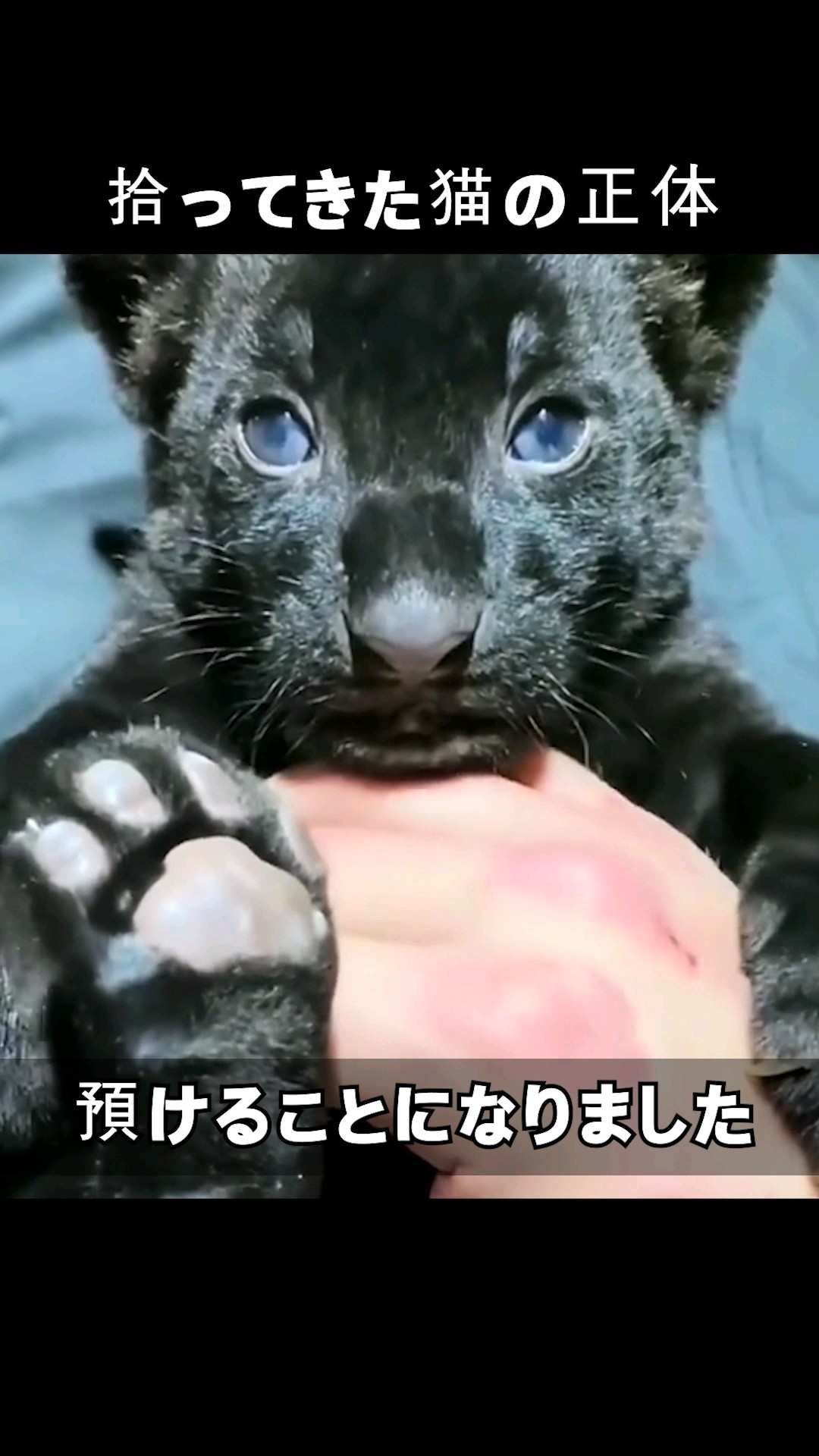 額 女豹に黒猫 額 女豹に黒猫