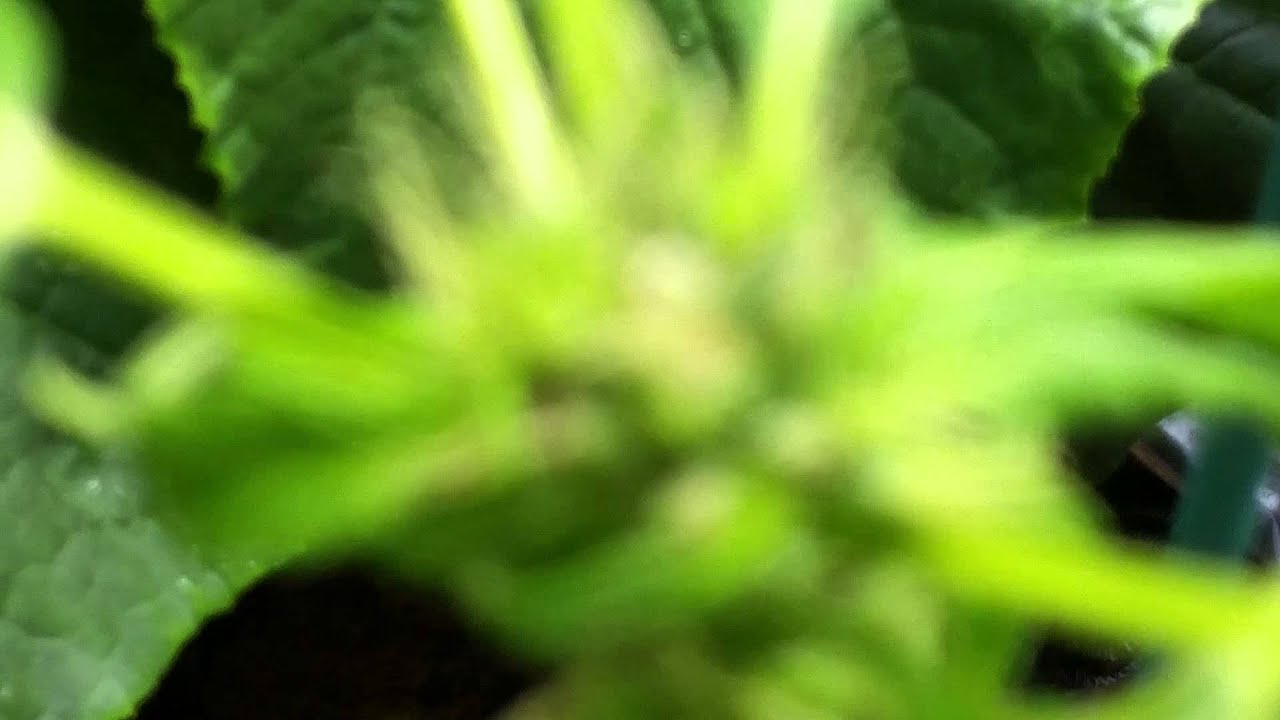 Dutch Passion Think Different.