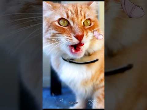 Meow Meow Sound Biraler Dak ব ড ল র ড ক Cat Sound Bhilai Dak Meong Meong Catsounds Shorts Meow 