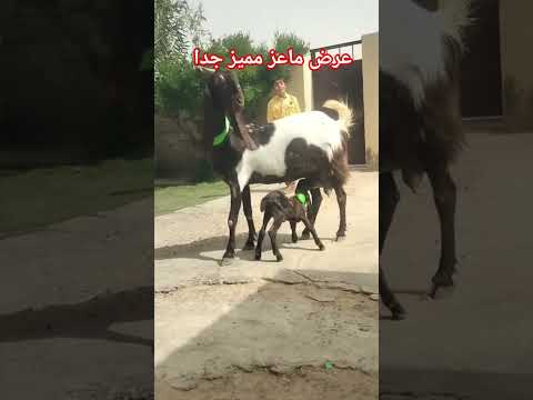عرض ماعز مميز جدا