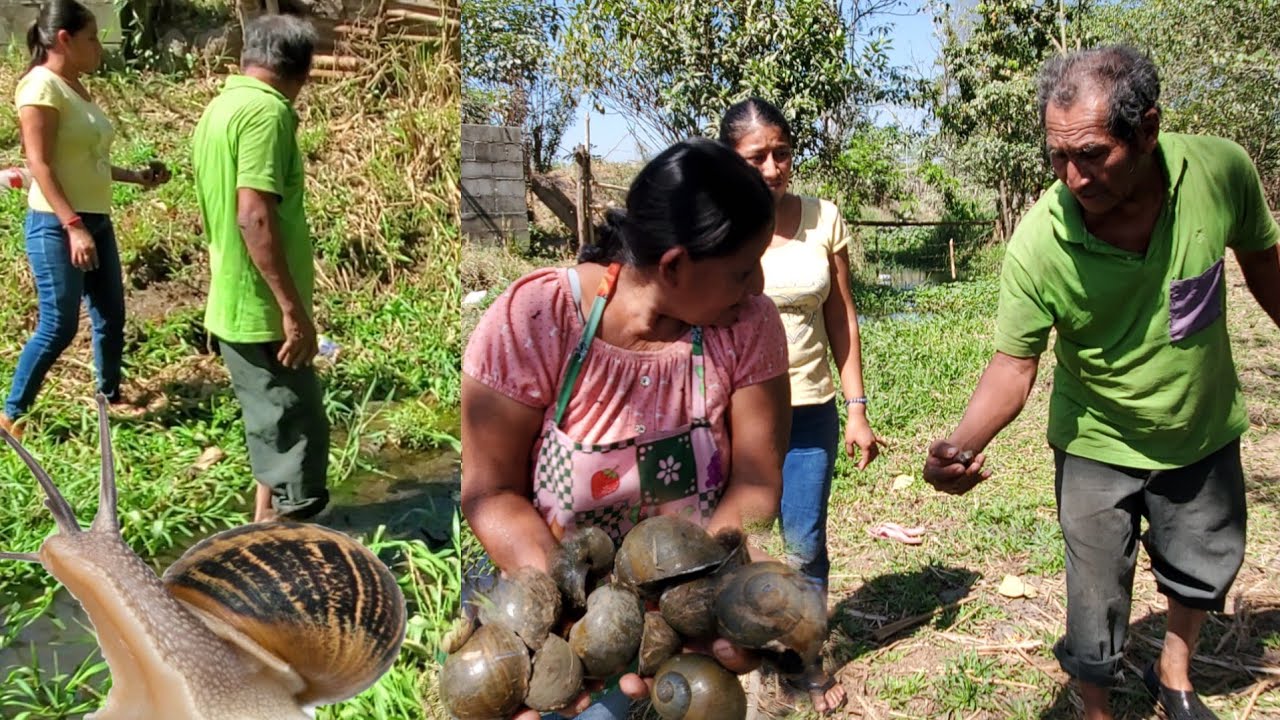 Esto tendremos que almorzar caracol mi mama lo Ara ceviche Mira cuantos agarramos🤦‍♀️🐚😋🤯