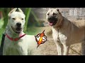 Gull Dong VS  Kangal - Who is Stronger in the Fight?