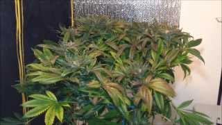 White Voodoo - La Plata Labs - Harvest