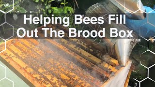 Bees not expanding in the brood box? Here’s how to sort them. *read description.