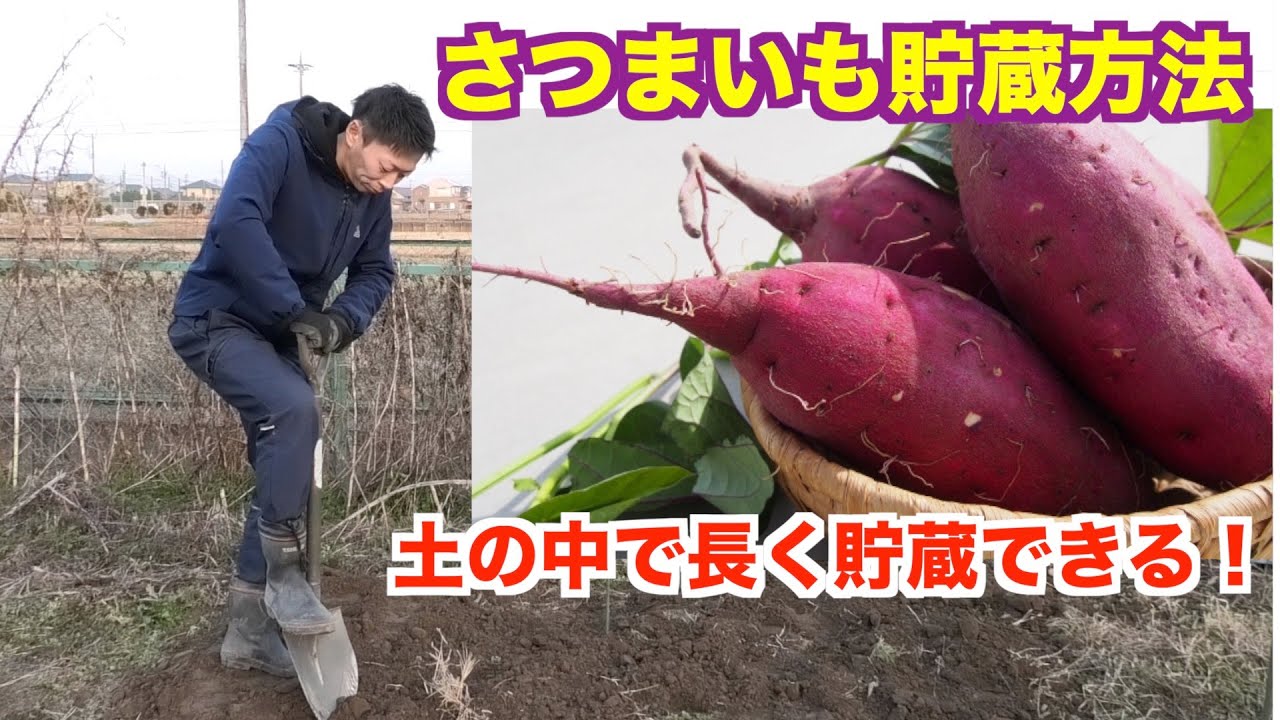 サツマイモの土中貯蔵に挑戦したら大変だった 土の中で保存することで貯蔵性アップ Youtube
