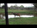 Bongo Antelope Animal Orphanage Mount Kenya Safari Club Kenya