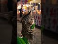 お祭りシーズン#cutecat #catlovers #catvideos