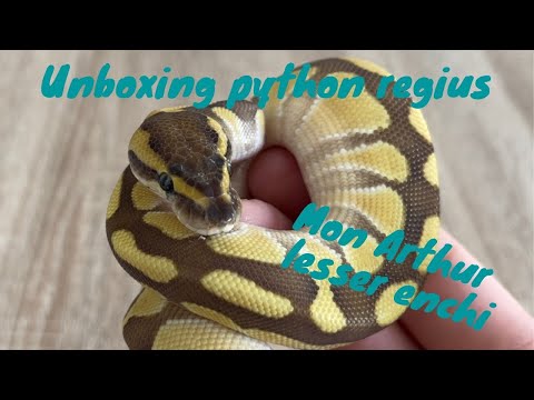 Unboxing et présentation de mon python regius lesser enchi