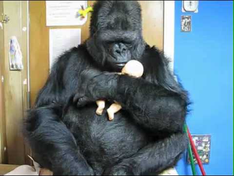 gorilla doll