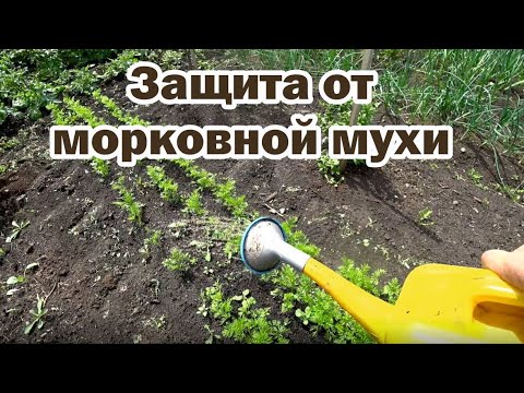 Самый безопасный способ отпугнуть морковную муху