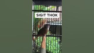 Kicauan Merdu si mungil. Wambi mini/tieu mi/hwamei mini/teumi