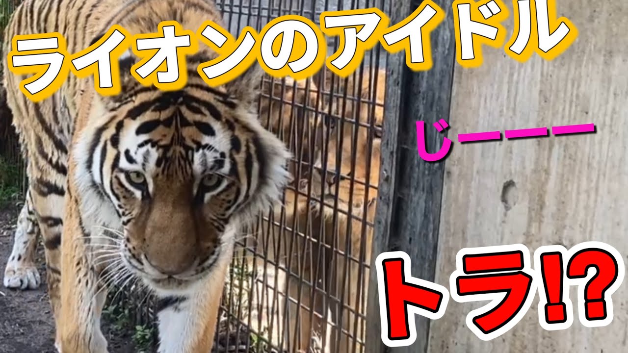 《旭山ライオン＆トラ》熱い視線に困惑のトラのメイ。憧れのお姉さんを追い回す?オリトイオ＆ザリアファミリーvol657/Tiger is confused by Lion hot gaze