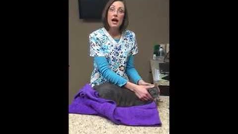 Placing a microchip in a cat