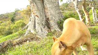 Pitbulls De Sanmiguel