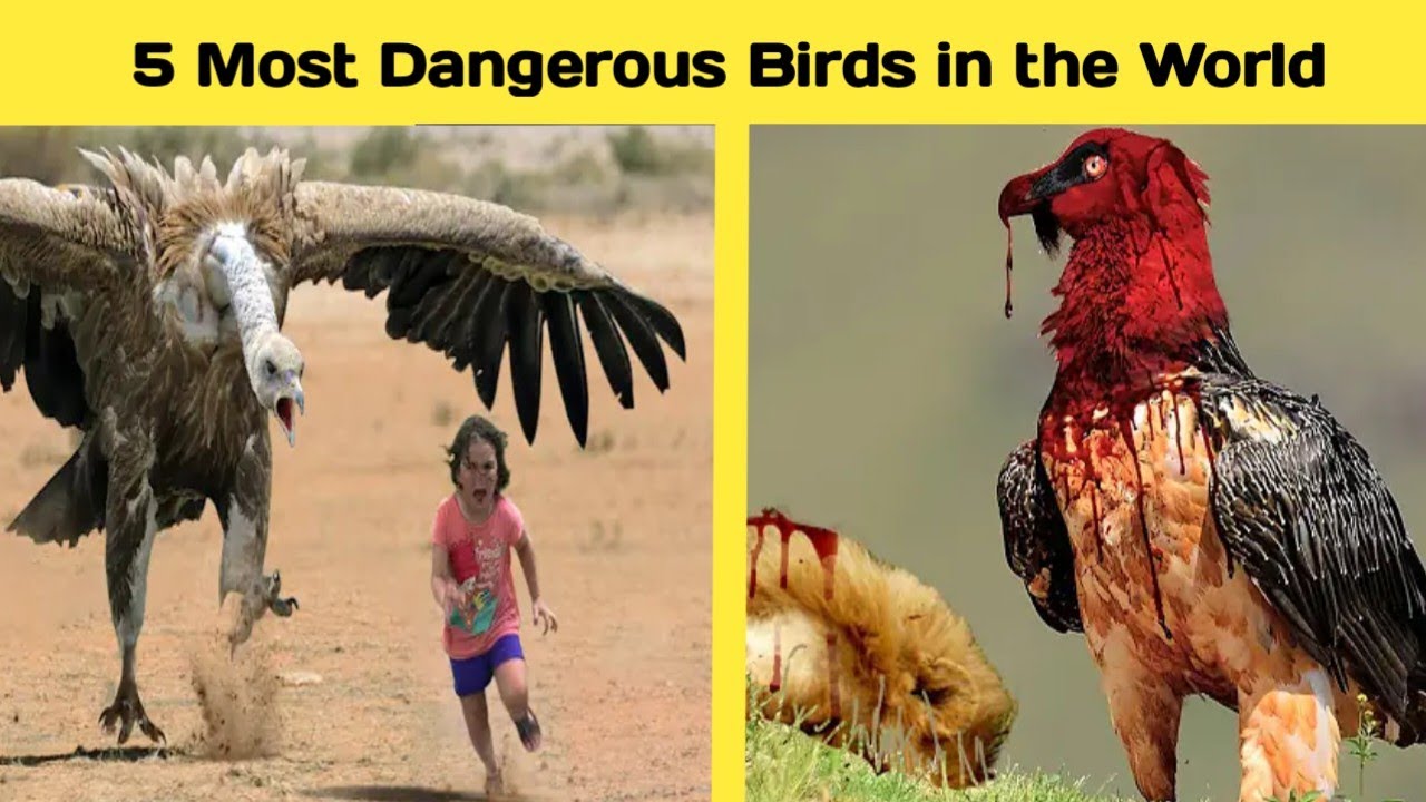 5 Most Dangerous Birds In The World Most Aggressive Birds in the
