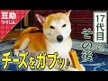 ガリッ♪おかあさんにはあーげない♡17代目【豆助通信】<柴犬・豆柴>Japanese dog mameshiba