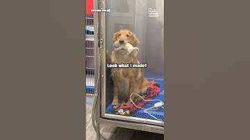 Adorable Mother Golden Retriever Shows Off Her Puppies