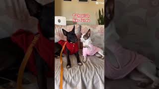 Não fui eu #petsfofinhos #cachorro #cachorrosdivertidos #pets #pet #petlover #petlovers #pet #memes