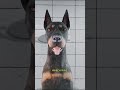 Why Dobermans Have Their Ears Cropped and Tails Docked 🧐