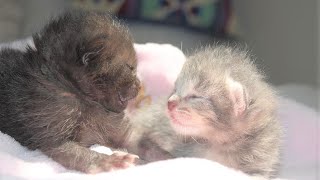 Rescue Newborn Kittens Who Turned To Adorable and Sweet