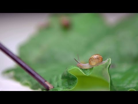 Video: Alambre de cobre repelente de plagas: Alambre de cobre para babosas y caracoles